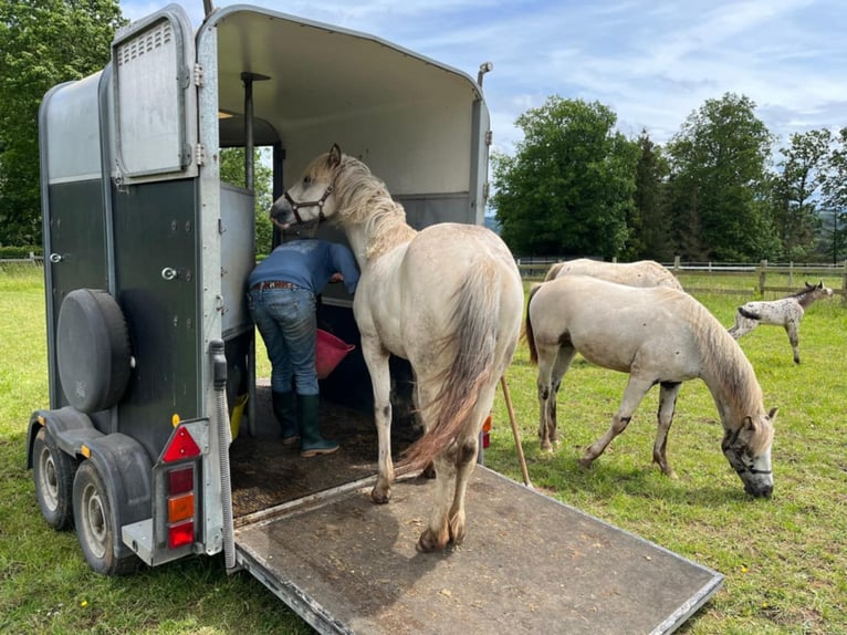 Appaloosa Stute 2 Jahre Brauner in La Roche-en-Ardenne