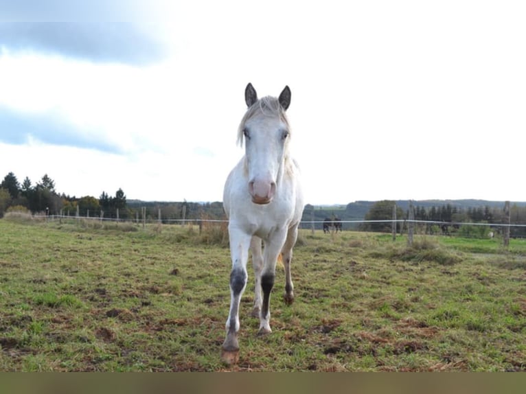 Appaloosa Stute 2 Jahre Brauner in La Roche-en-Ardenne
