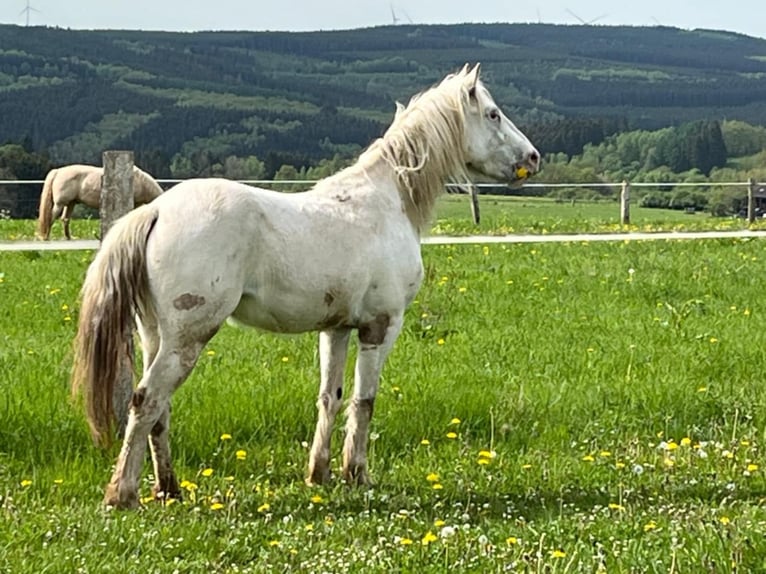 Appaloosa Stute 2 Jahre Brauner in La Roche-en-Ardenne