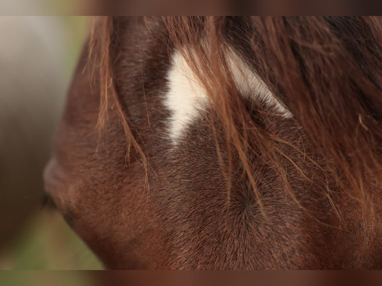 Appaloosa Stute 2 Jahre Brauner in Chaudefonds sur Layon