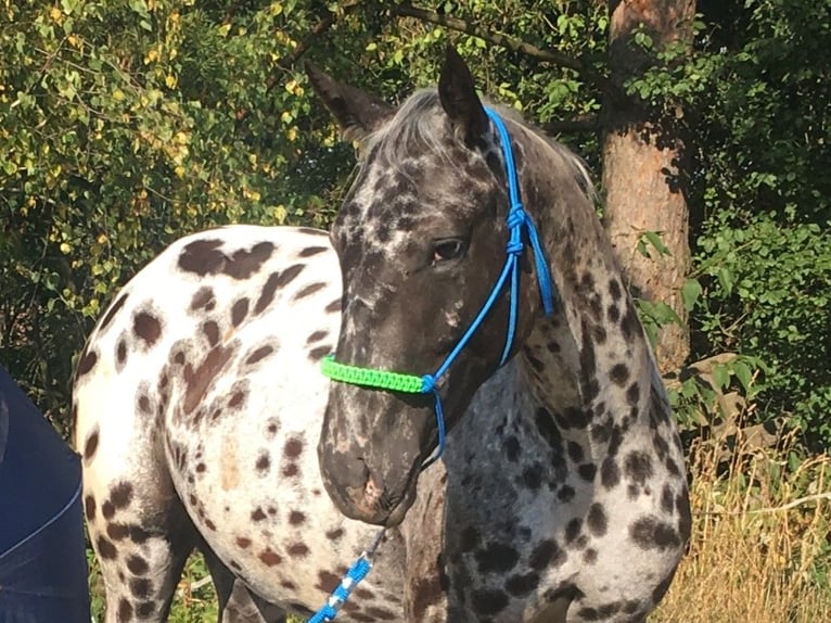 Appaloosa Stute 2 Jahre  in Brno