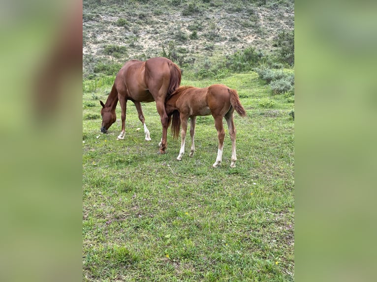 Appaloosa Stute 2 Jahre Fuchs in Camarade