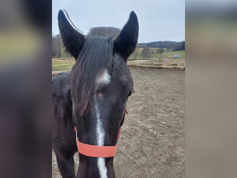 Appaloosa Stute 2 Jahre Rappe in Perwang am Grabensee