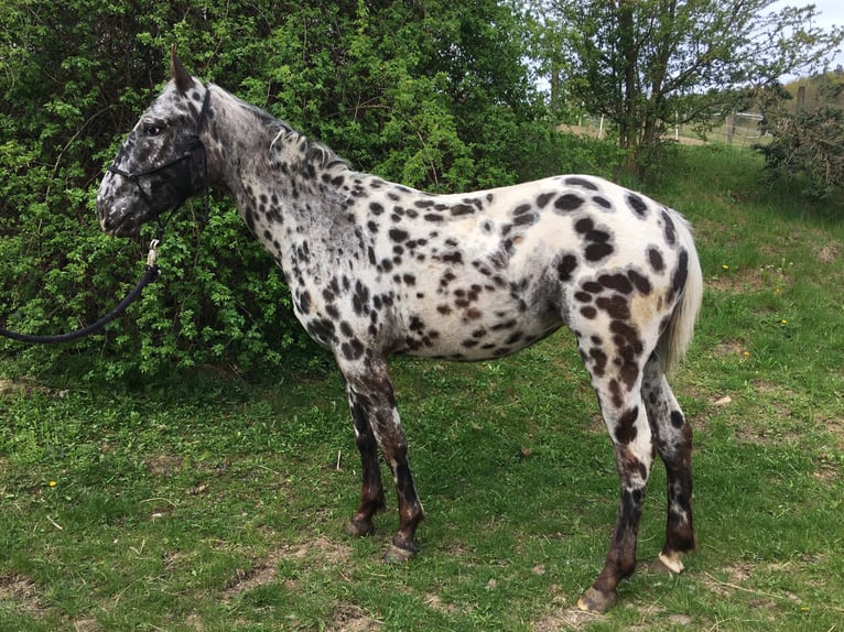 Appaloosa Stute 2 Jahre Tigerschecke in Brno