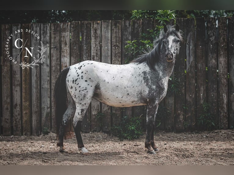 Appaloosa Stute 3 Jahre 124 cm Tigerschecke in Landgraaf Appaloosa Stute 3 Jahre 124 cm Tigerschecke in Landgraaf