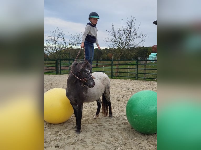 Appaloosa Stute 3 Jahre 124 cm Tigerschecke in Landgraaf Appaloosa Stute 3 Jahre 124 cm Tigerschecke in Landgraaf