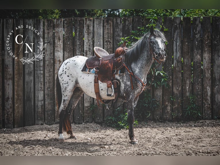 Appaloosa Stute 3 Jahre 124 cm Tigerschecke in Landgraaf