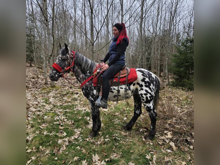 Appaloosa Stute 3 Jahre 136 cm Tigerschecke in Linkenbach