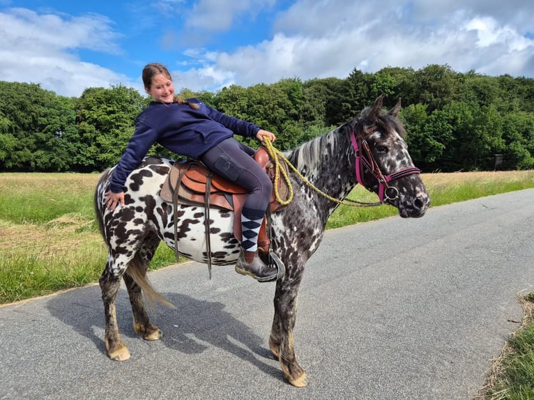Appaloosa Stute 3 Jahre 136 cm Tigerschecke in Linkenbach