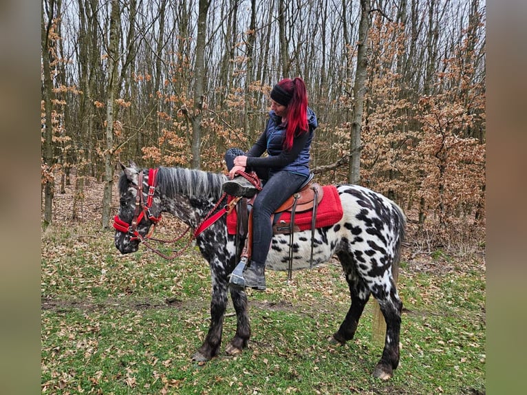 Appaloosa Stute 3 Jahre 136 cm Tigerschecke in Linkenbach