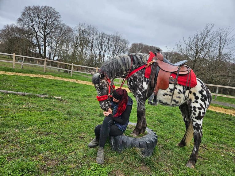 Appaloosa Stute 3 Jahre 136 cm Tigerschecke in Linkenbach