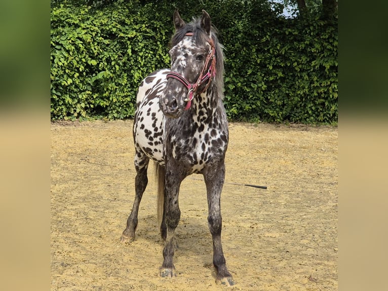 Appaloosa Stute 3 Jahre 136 cm Tigerschecke in Linkenbach