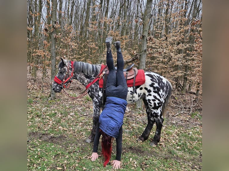Appaloosa Stute 3 Jahre 136 cm Tigerschecke in Linkenbach