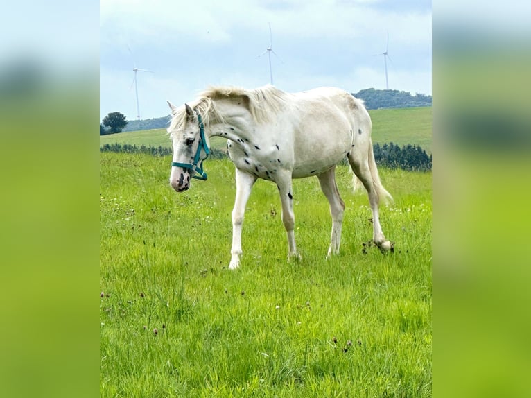 Appaloosa Stute 3 Jahre 149 cm in Blankenheim