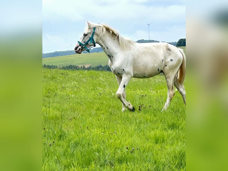 Appaloosa Stute 3 Jahre 149 cm in Blankenheim