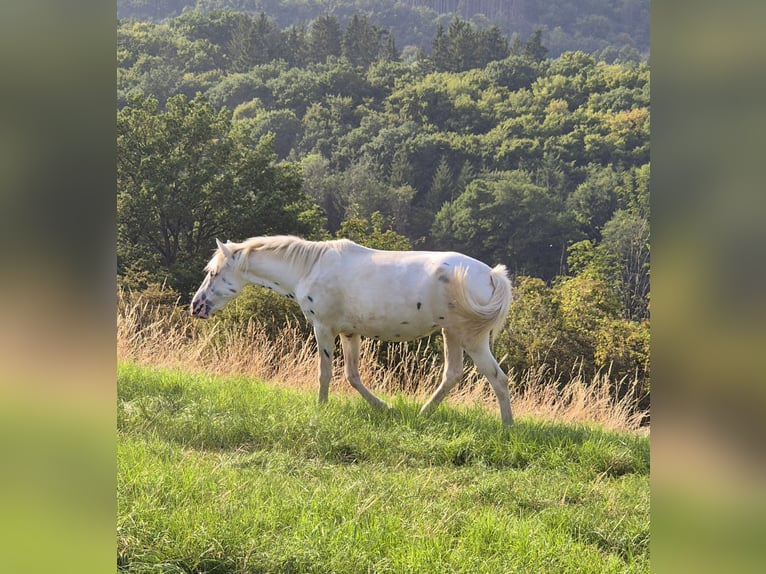 Appaloosa Stute 3 Jahre 149 cm Tigerschecke in Ahrweiler