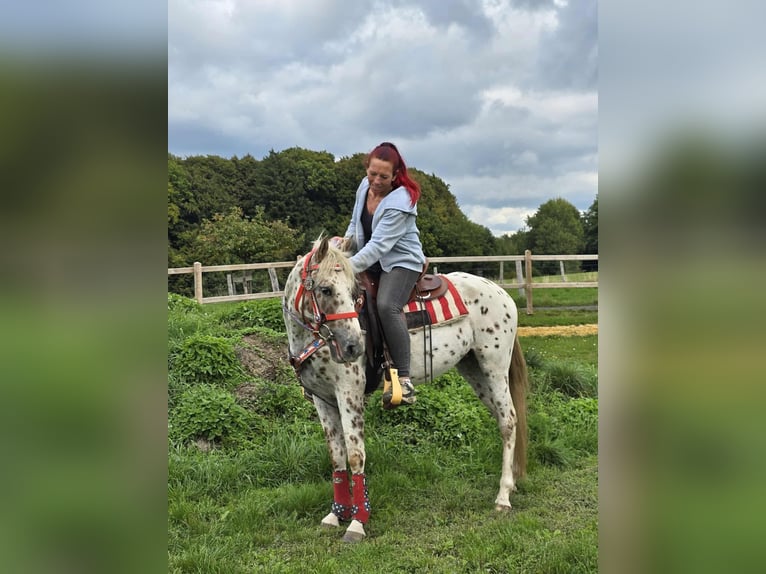Appaloosa Mix Stute 3 Jahre 150 cm Tigerschecke in Linkenbach