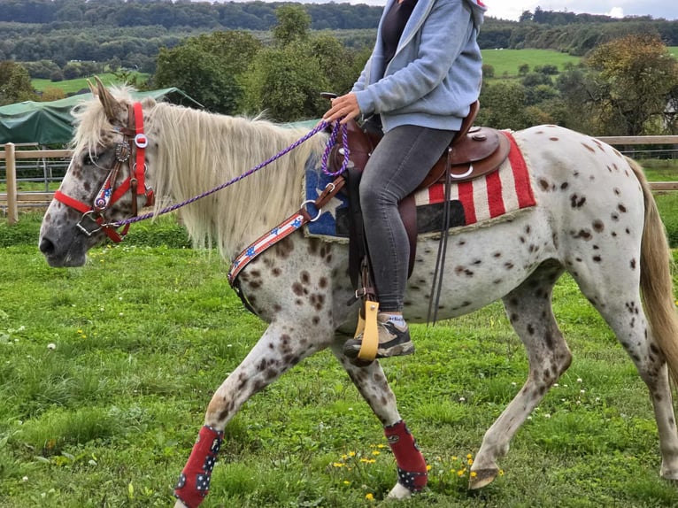 Appaloosa Mix Stute 3 Jahre 150 cm Tigerschecke in Linkenbach