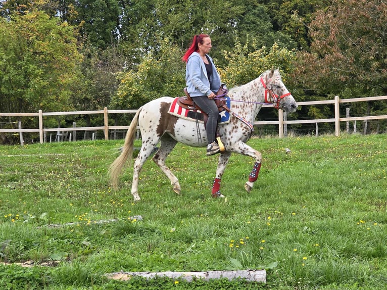 Appaloosa Mix Stute 3 Jahre 150 cm Tigerschecke in Linkenbach