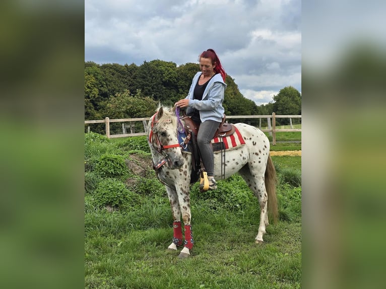 Appaloosa Mix Stute 3 Jahre 150 cm Tigerschecke in Linkenbach