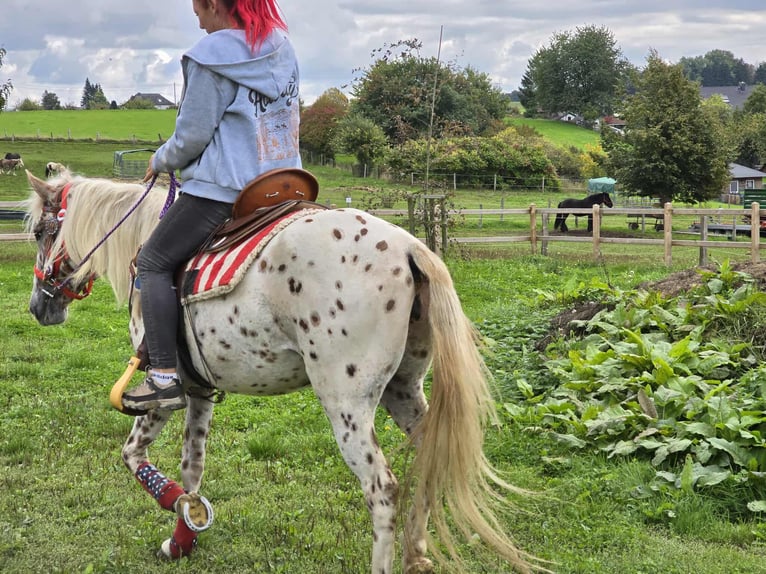 Appaloosa Mix Stute 3 Jahre 150 cm Tigerschecke in Linkenbach