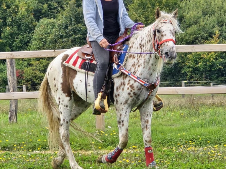 Appaloosa Mix Stute 3 Jahre 150 cm Tigerschecke in Linkenbach