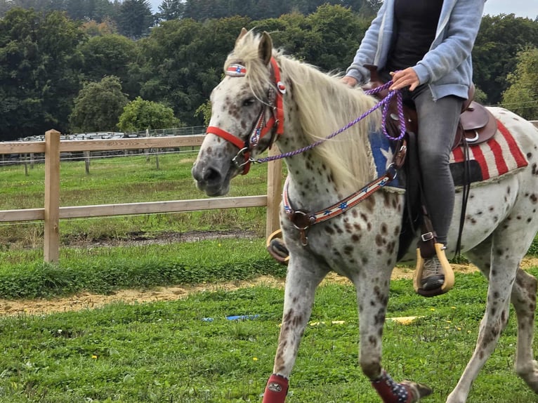 Appaloosa Mix Stute 3 Jahre 150 cm Tigerschecke in Linkenbach