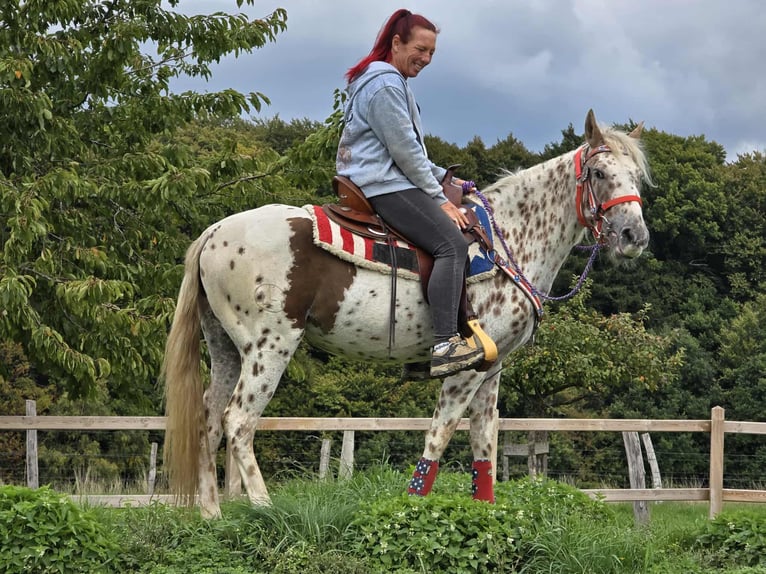 Appaloosa Mix Stute 3 Jahre 150 cm Tigerschecke in Linkenbach