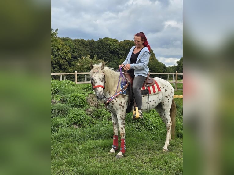 Appaloosa Mix Stute 3 Jahre 150 cm Tigerschecke in Linkenbach