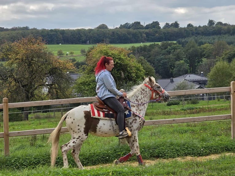 Appaloosa Mix Stute 3 Jahre 150 cm Tigerschecke in Linkenbach