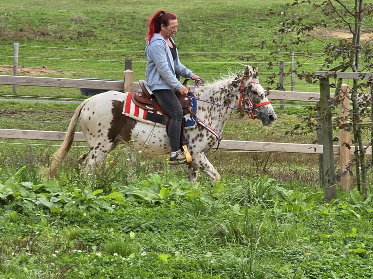 Appaloosa Mix Stute 3 Jahre 150 cm Tigerschecke in Linkenbach