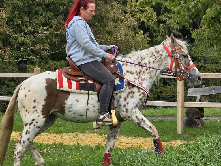 Appaloosa Mix Stute 3 Jahre 150 cm Tigerschecke in Linkenbach