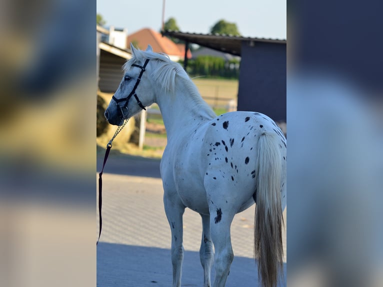 Appaloosa Stute 3 Jahre 150 cm Tigerschecke in radziejów