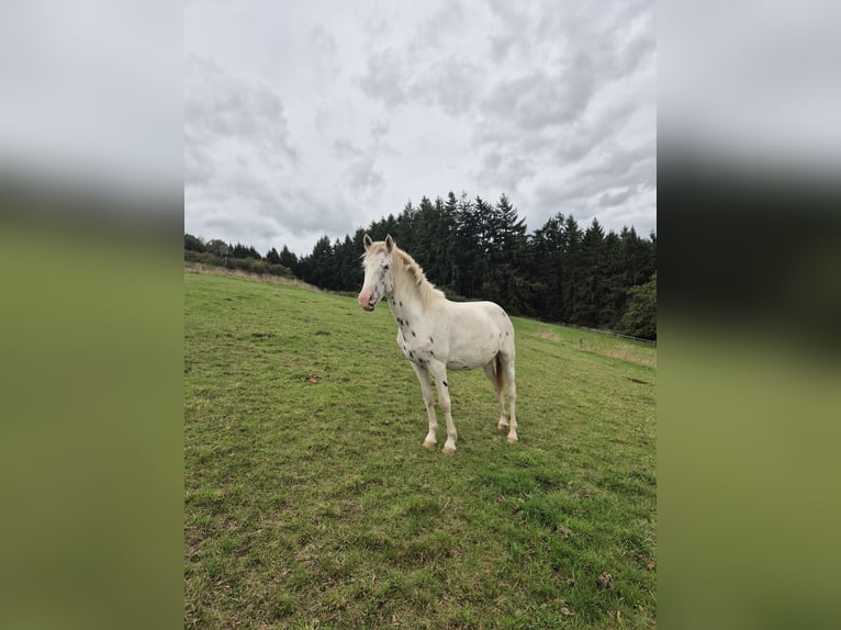 Appaloosa Stute 3 Jahre 150 cm Tigerschecke in Blankenheim