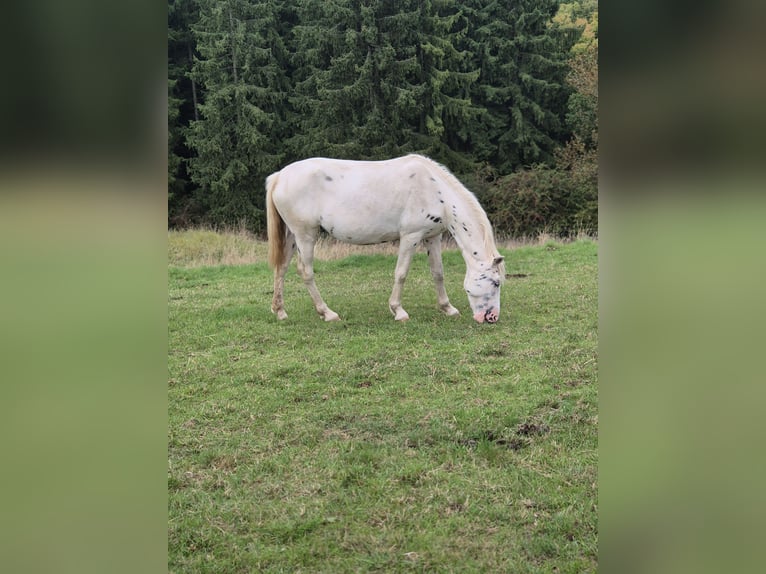 Appaloosa Stute 3 Jahre 150 cm Tigerschecke in Blankenheim
