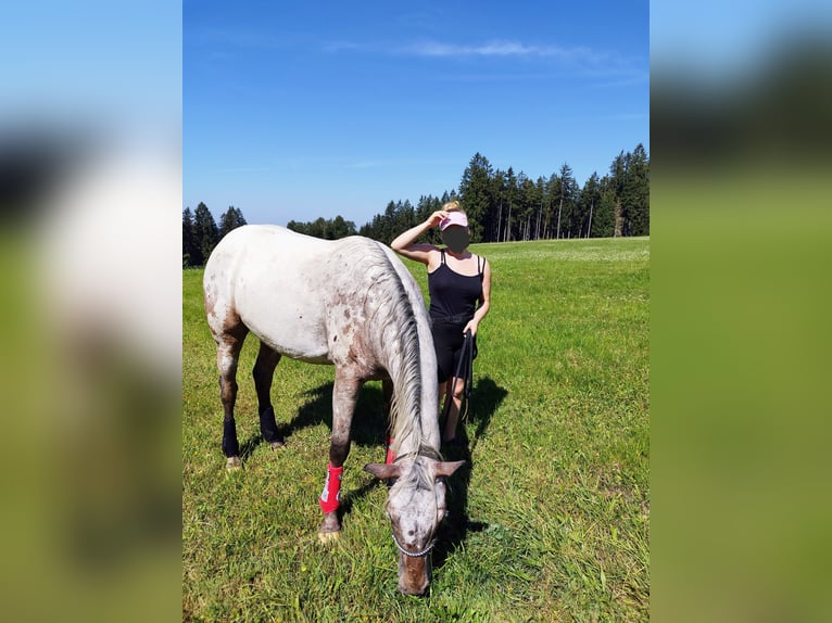 Appaloosa Stute 3 Jahre 151 cm Roan-Bay in Eger