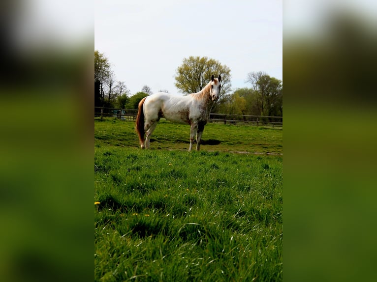 Appaloosa Stute 3 Jahre 151 cm Tigerschecke in Brielle