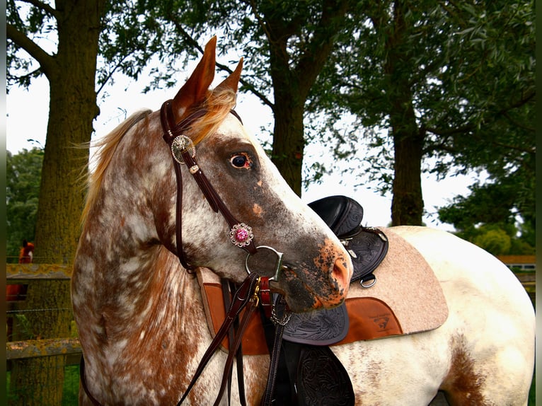 Appaloosa Stute 3 Jahre 151 cm Tigerschecke in Brielle