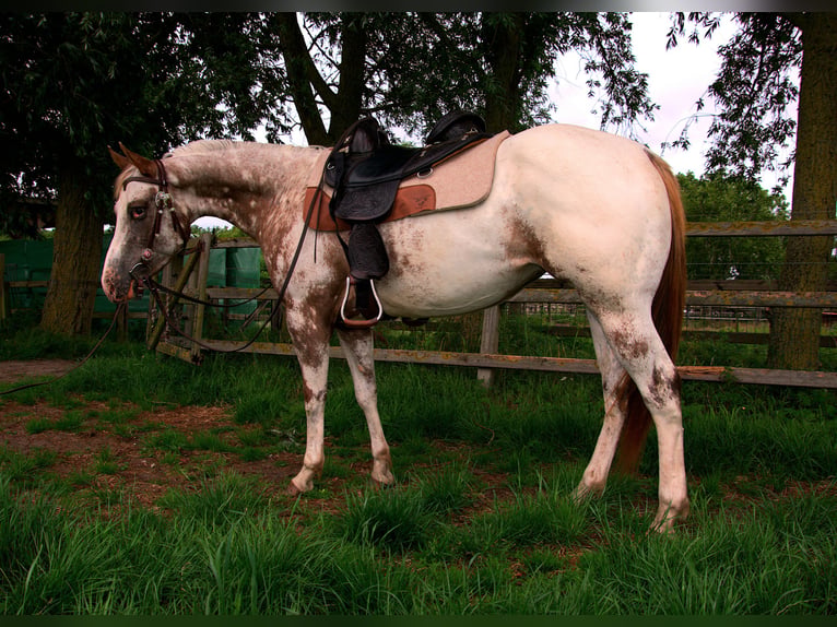 Appaloosa Stute 3 Jahre 151 cm Tigerschecke in Brielle