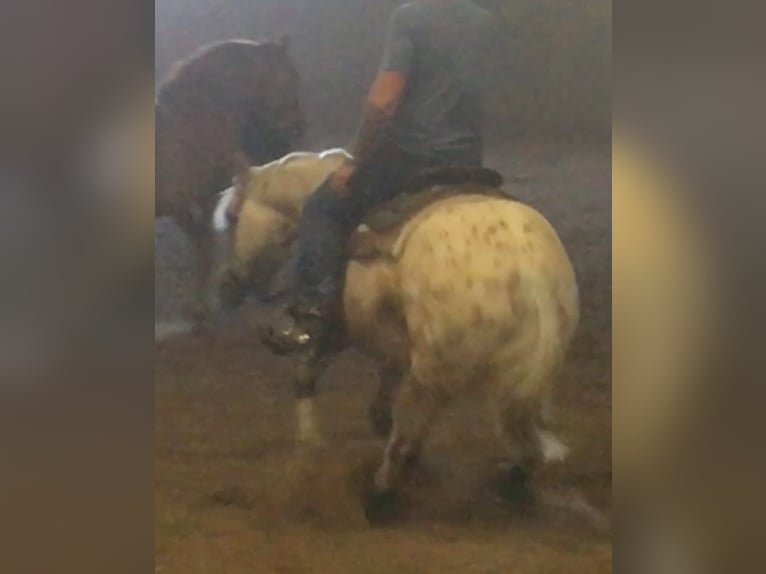 Appaloosa Stute 3 Jahre 152 cm Grullo in Beratzhausen