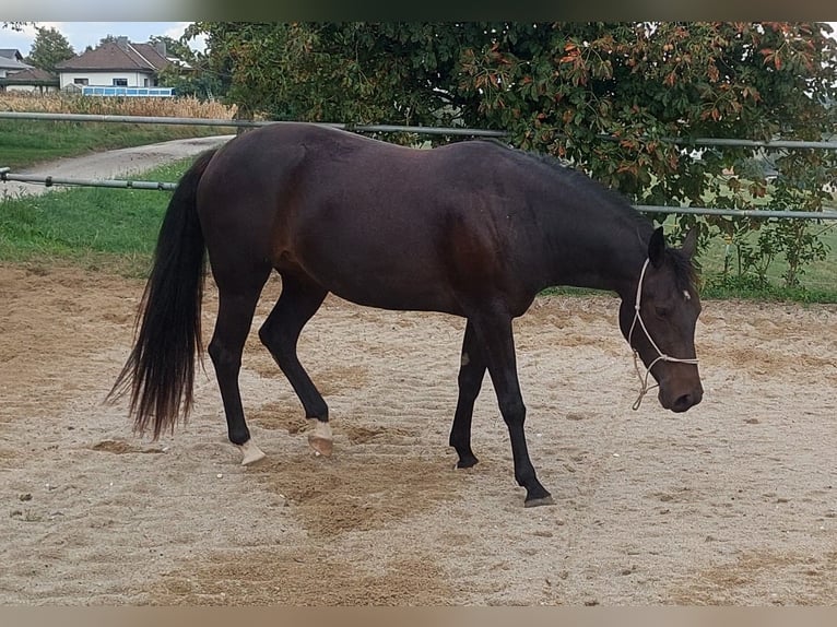 Appaloosa Stute 3 Jahre 153 cm Dunkelbrauner in Weißkirchen