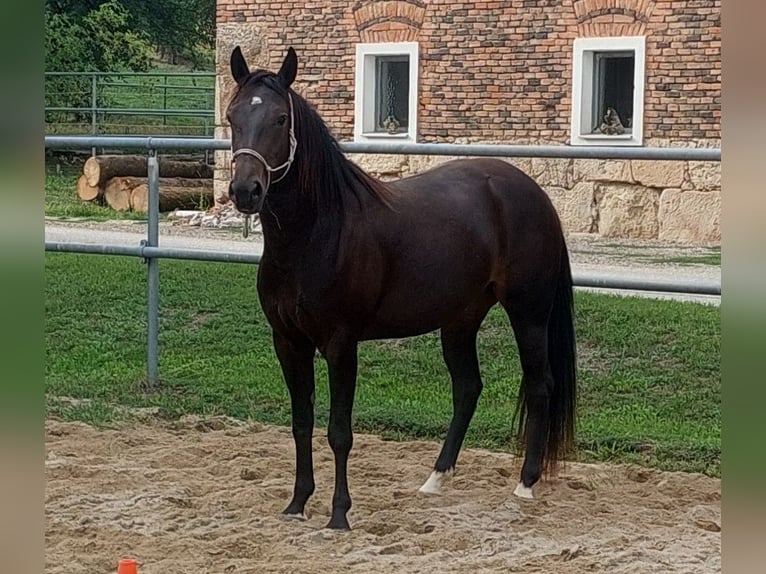 Appaloosa Stute 3 Jahre 153 cm Dunkelbrauner in Weißkirchen
