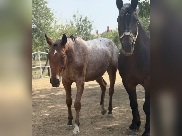 Appaloosa Mix Stute 3 Jahre 153 cm Roan-Bay in Rechnitz