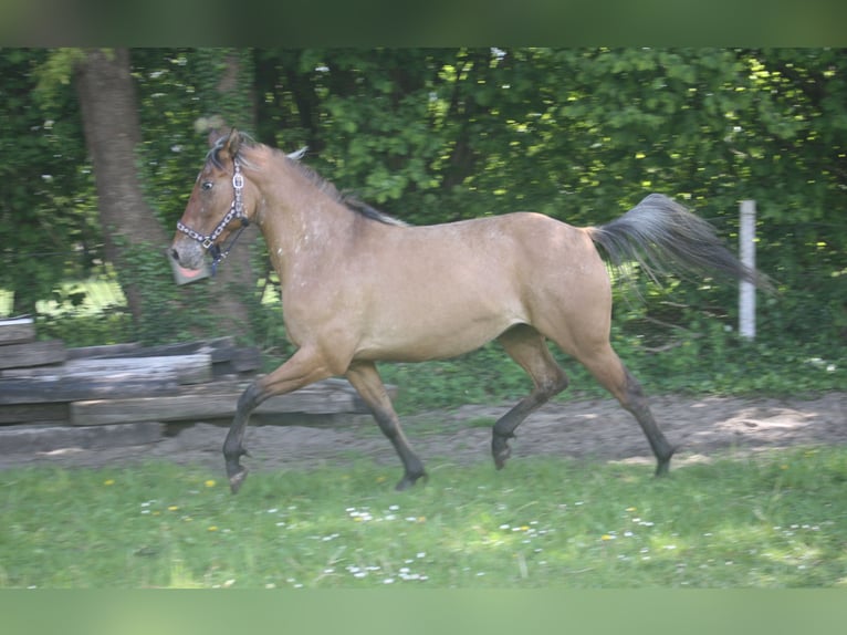 Appaloosa Stute 3 Jahre 155 cm Falbe in Gnarrenburg