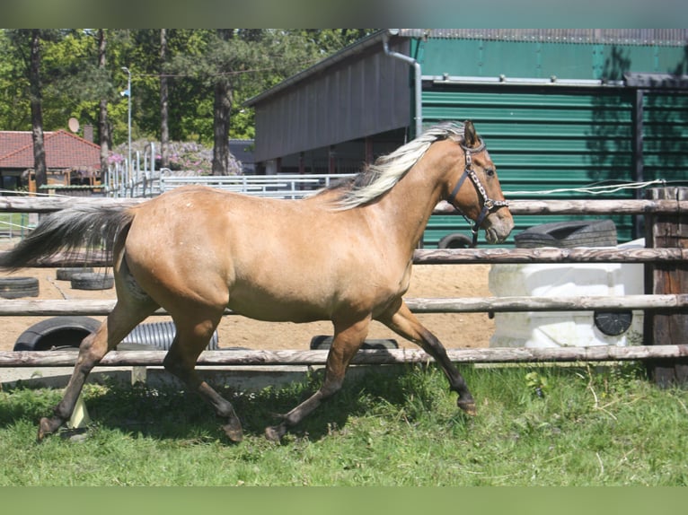 Appaloosa Stute 3 Jahre 155 cm Falbe in Gnarrenburg