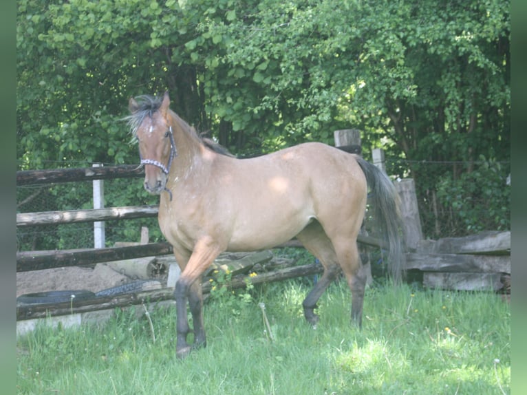 Appaloosa Stute 3 Jahre 155 cm Falbe in Gnarrenburg