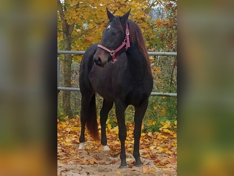 Appaloosa Stute 3 Jahre 155 cm Schwarzbrauner in Weißkirchen an der Traun