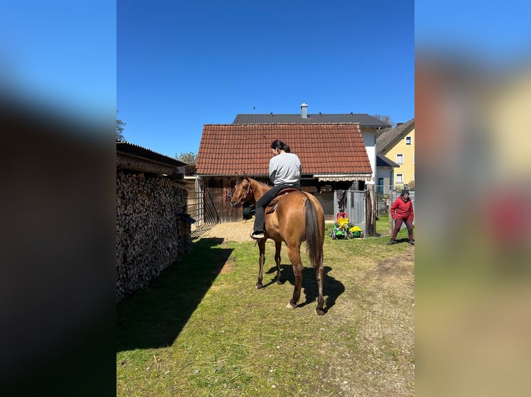 Appaloosa Stute 3 Jahre 156 cm Falbe in Pleystein