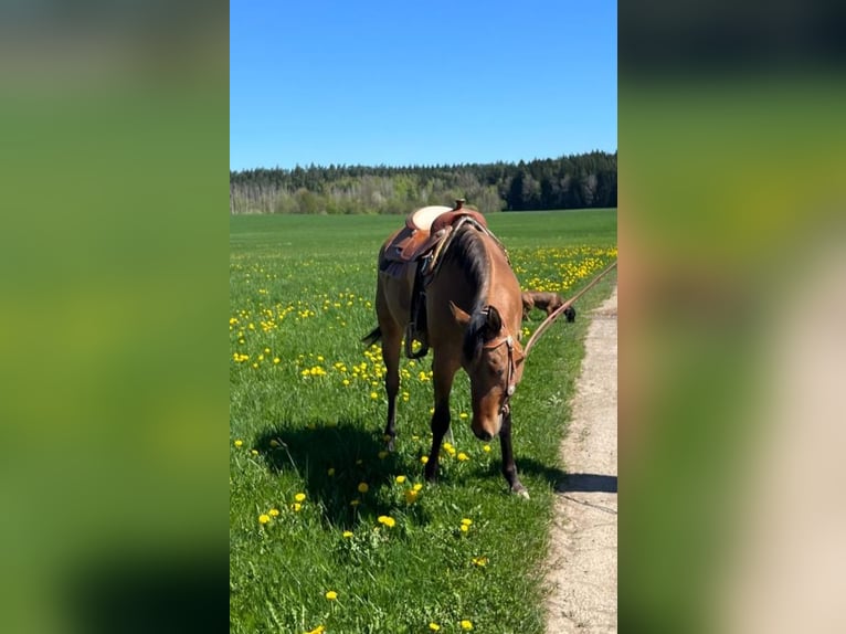 Appaloosa Stute 3 Jahre 156 cm Falbe in Pleystein