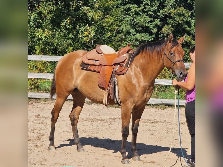 Appaloosa Stute 3 Jahre 156 cm Falbe in Pleystein
